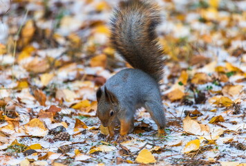 squirrel in autumn forest