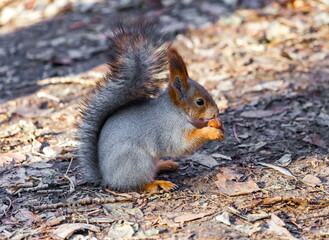 Naklejka na ściany i meble Squirrel with a nut in his mouth against the autumn foliage of trees on the ground