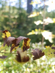 July forest in Russia. morning