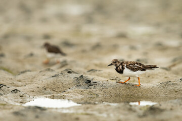 A ruddy turnstone looking for food on the beach