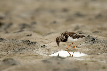 A ruddy turnstone looking for food on the beach