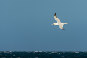 Fototapeta na wymiar A Northern Gannet in flight on a sunny day summer