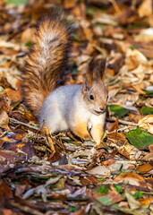 Naklejka na ściany i meble Squirrel on the background of autumn foliage of trees on the ground
