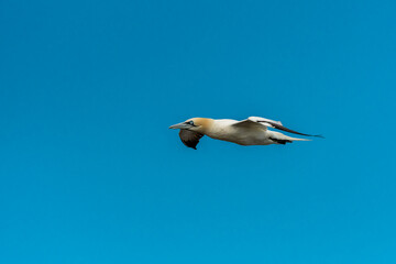 A Northern Gannet in flight on a sunny day summer