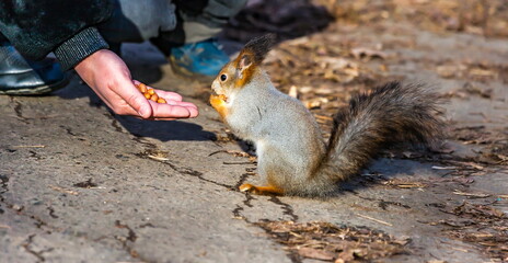 Naklejka premium Squirrel on the background of fallen leaves in the autumn Park and the hand of man