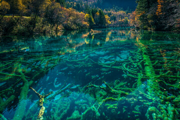 中国四川阿坝九寨沟秋色