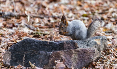 Squirrel sitting on a stone against the autumn foliage of trees on the ground