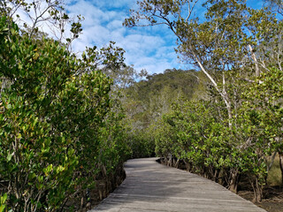 Beautiful view of boardwalk in the mangrove forest, Bobbin Head, Ku-ring-gai Chase National Park, Sydney, New South Wales, Australia
