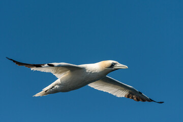 A Northern Gannet in flight on a sunny day summer
