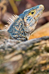 Black Iguana, Black spiny-tailed Iguana, Black Ctenosaur, Ctenosaura similis, Marino Ballena National Park, Pacific Ocean, Uvita de Osa, Puntarenas, Costa Rica, Central America, America