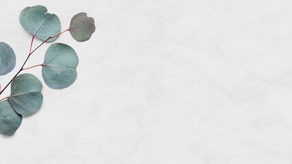 Eucalyptus leaf psd white marble background