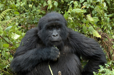 Mountain Gorilla, berggorilla, Gorilla beringei