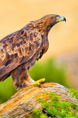 Golden Eagle, Aquila chrysaetos, Mediterranean Forest, Castile and Leon, Spain, Europe