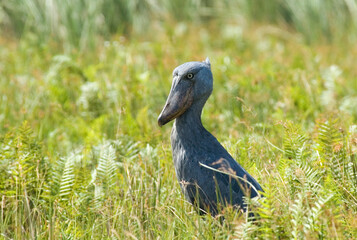 Shoebill, Schoenbekooievaar, Balaeniceps rex
