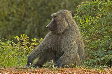 Olive Baboon, Groene Baviaan, Papio anubis