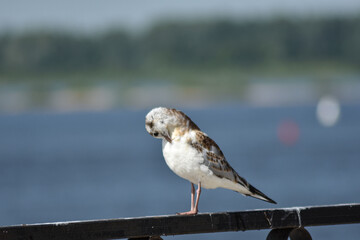 bird on the river bank close-up