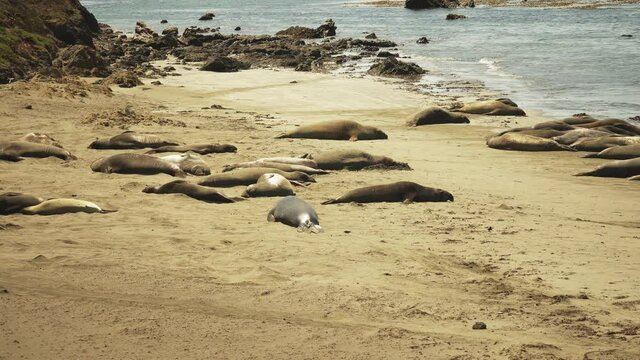 Large group of adult Elephant Seals rest and sleep on the sandy beach in the sun in California, USA.