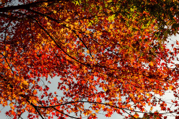 Autumn colors at the Japanese garden of Choan-ji temple in Fukuchiyama city, Kyoto, Japan