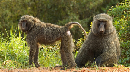 Olive Baboon, Groene Baviaan, Papio anubis