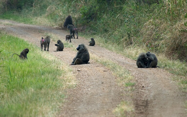 Olive Baboon, Groene Baviaan, Papio anubis