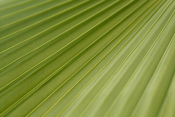 Fototapeta premium Australian fan palm