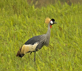 Naklejka premium Grey Crowned-Crane, Grijze Kroonkraan, Balearica regulorum