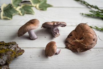 Closeup of Lepista nuda mushrooms on a wooden surface