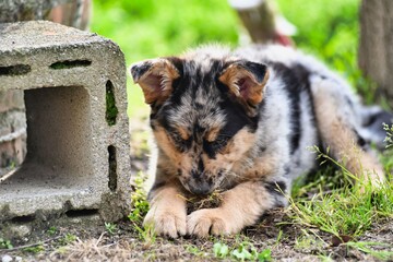 dog on the grass, photo as a background , australian german shepard sheperd dog