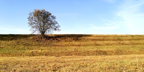 Obraz premium tree in the field