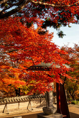 Autumn colors at the Japanese garden of Choan-ji temple in Fukuchiyama city, Kyoto, Japan