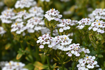 Evergreen candytuft