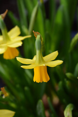 Daffodil Tete a Tete