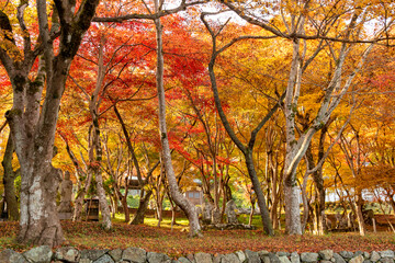 Autumn colors at the Japanese garden of Choan-ji temple in Fukuchiyama city, Kyoto, Japan