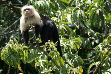 monkey, gatun lake, panama canal, nature, panama