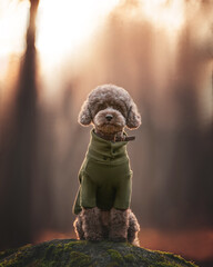 Dog poodle in the park