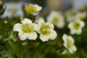 Saxifrage Snow Carpet