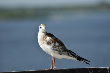 bird on the river bank close-up