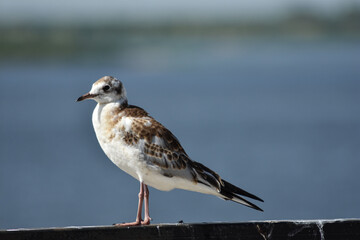 bird on the river bank close-up