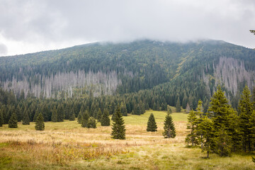 Autumn landscape of Waksmundzka Glade (Waksmundzka Polana) in Tatra Mountains, Poland, with coniferous forest, pine trees and spruces. Foggy weather with mountain tops in the clouds. © Cleop6atra