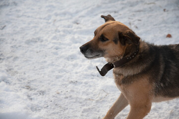 cute dog sits in the snow waiting for the owner