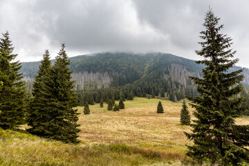Autumn landscape of Waksmundzka Glade (Waksmundzka Polana) in Tatra Mountains, Poland, with coniferous forest, pine trees and spruces. Foggy weather with mountain tops in the clouds. © Cleop6atra