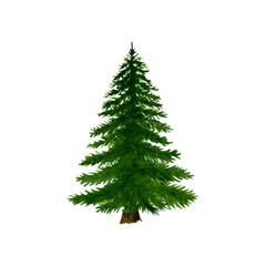 Watercolor pine tree or fir in illustration. Design element for greet card, logo, banner ets.