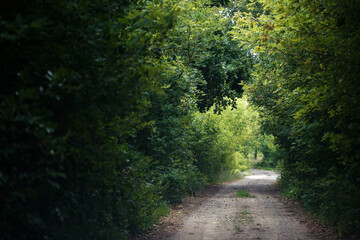 country forest road in green thickets of bushes