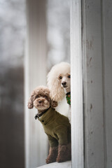 two poodles in a window