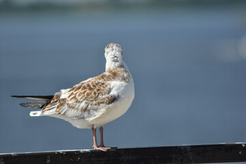 bird on the river bank close-up