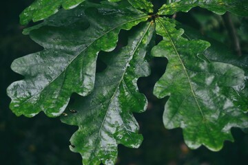 Green oak leaves in a dark forest covered with water drops during rain. Close-up photo.
