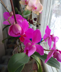 Purple peloric orchid, Flower peloricity. interesting orchid blossom