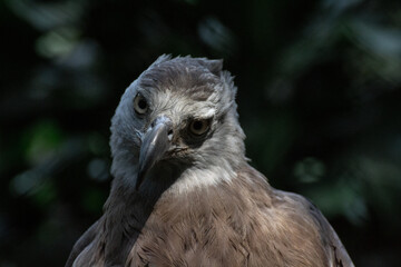 Fototapeta premium close up of grey headed fish eagle