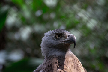 close up of grey headed fish eagle
