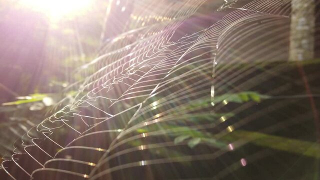 Spider web shining in sunlight